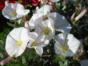Convolvulus cneorum